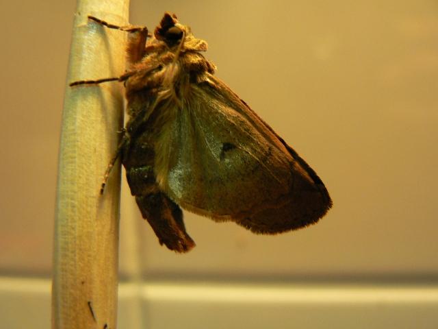 trapeziumuil 2.jpg - Trapezium uil - Xestia ditrapezium